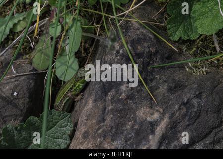 Lizard on a meadow with rocks and white daisies Stock Photo