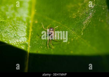 Extreme macro close-up of a small spider resting on a vibrant green leaf in nature. Stock Photo