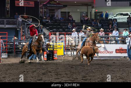 Red Deer, Canada. 21 May, 2026. Tori Bird ropes a cow at the Red Deer ...