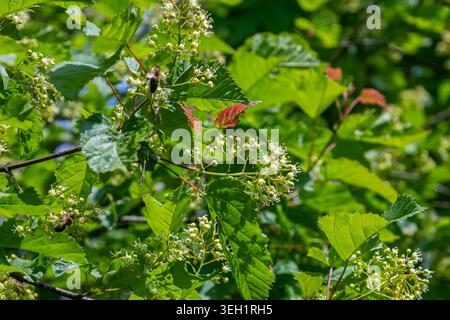 Vibrant clusters of small greenish-white flowers bloom amidst lush green leaves of acer tataricum highlighting the beauty of spring in a natural lands Stock Photo