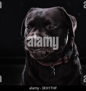 Stunning close-up portrait of a chocolate Labrador retriever against a solid black background Stock Photo