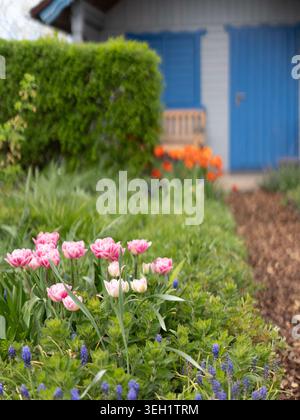 Front view of blooming tulips and spring flowers in colorful garden scene Stock Photo
