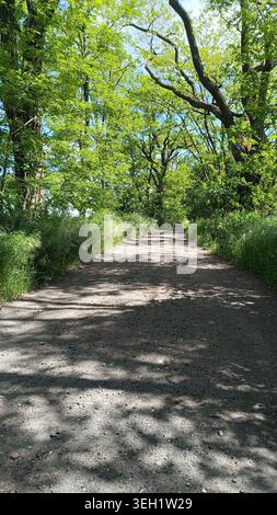 Sunny Dirt Path Through Lush Green Forest Stock Photo