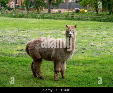 Alpaca in a field in the village of Ashby St Ledgers, Northamptonshire, UK Stock Photo