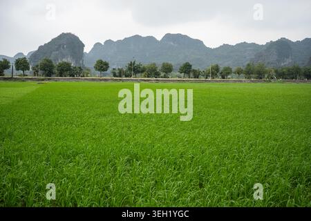 Lush green rice field plantation in rural countryside of Northern Vietnam, traditional food growing. Stock Photo