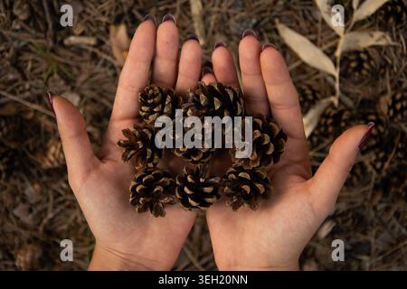 Close-up of hands holding pine cones in an autumn setting. Warm seasonal mood and nature atmosphere. Stock Photo