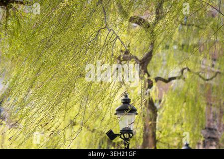 Fresh green branches of a weeping willow tree draping over a vintage street lantern in spring sunlight. Under the gentle curtain of willow branches. Stock Photo
