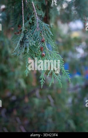 Close up of Thuja occidentalis branch with dense scaly emerald green foliage and several small cones. Background of blurred green and brown forest or Stock Photo
