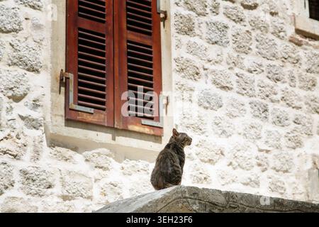 A striped gray cat sits on a stone parapet, looking up against the backdrop of a white wall and an old, shuttered window with brown wooden shutters. T Stock Photo