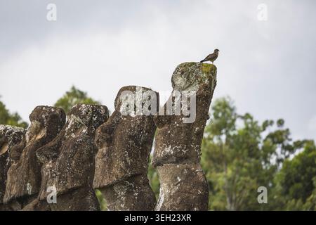 Small bird sitting on an ancient Moai statue Stock Photo