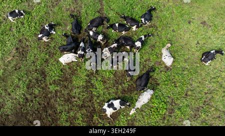 Aerial view of black and white cows grazing in a lush green pasture ...