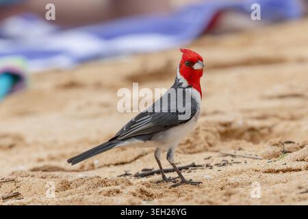 Red-crested cardinal, Brazilian cardinal (Paroaria coronata), sits on the beach, USA, Hawaii, Maui, Kihei Stock Photo