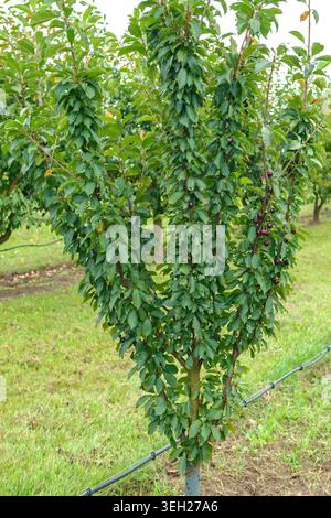 sour cherry (Prunus cerasus 'Jachim', Prunus cerasus Jachim), Jachim cherry, habitus Stock Photo