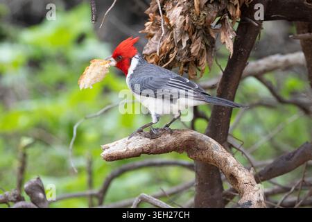 Red-crested cardinal, Brazilian cardinal (Paroaria coronata), perching on a broken branch with a piece of bread in the beak, USA, Hawaii, Maui, Kihei Stock Photo