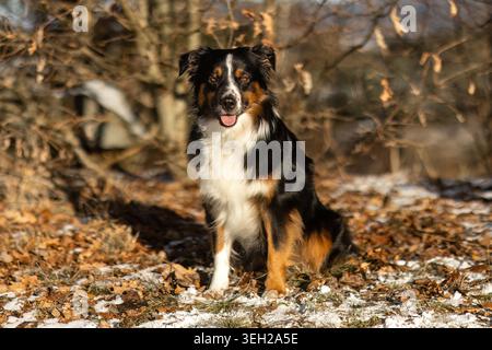 Young miniature Australian shepherd female sitting outdoors in winter Stock Photo