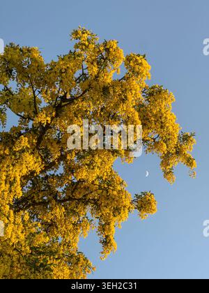 A laburnum tree in full flower, seen against a clear blue evening sky with a half-moon behind (UK) Stock Photo