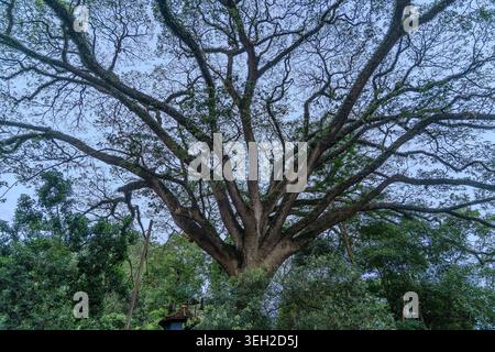 View of a massive ancient tree with sprawling branches and lush green foliage against a clear sky in Kandy, Central Province, Sri Lanka. Stock Photo