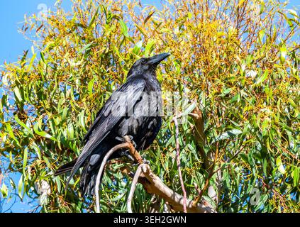 A Common Raven (Corvus corax) perched on a tree. Santa Catalina Island, California, USA. Stock Photo