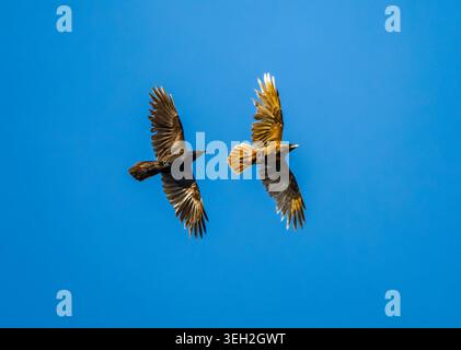 Two Common Ravens (Corvus corax) flying overhead. One has lighter plumage. Santa Catalina Island, California, USA. Stock Photo