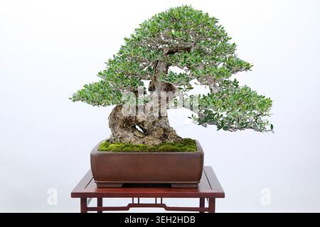 An Olea europaea sylvestris (wild olive) bonsai displayed in a rectangular ceramic pot against a clean white background. Stock Photo