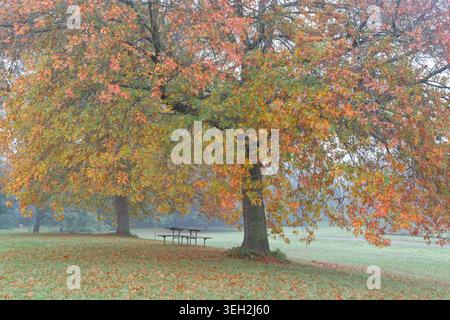 A Seat In Autumn Stock Photo
