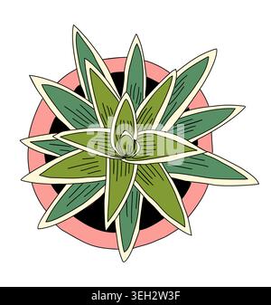 Vibrant green dracaena potted house plant top view Stock Vector