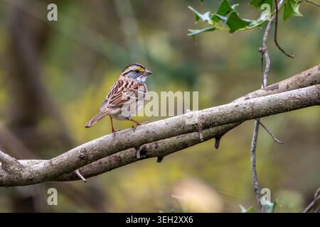 A small white-throated sparrow perches quietly on a tree branch, surrounded by soft woodland colors and a beautifully blurred forest background. Stock Photo