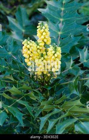 Mahonia × media Winter Sun, Oregon grape Winter Sun, long, spiny, pinnate dark green leaves, racemes of small, bright yellow, fragrant flowers Stock Photo
