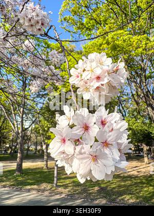 Close-up view of delicate pink sakura blooming on a branch in a sunny park during spring. Fresh green foliage and blue sky create a vibrant season Stock Photo