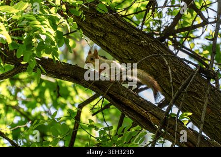 Adorable juvenile Eurasian red squirrel (Sciurus vulgaris) bravely climbing a tree trunk in a spring forest. A curious young kit recently left its nes Stock Photo