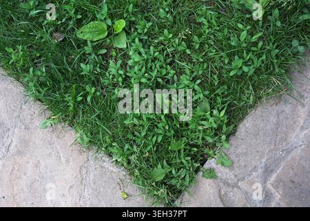Lush green grass and plants thrive between weathered stones under soft sunlight. Stock Photo