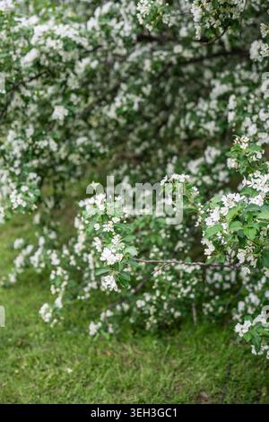 Closeup of blossoming apple tree Malus baccata manshurica. Spring time, season in nature.  Stock Photo
