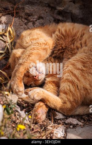 Sleeping orange tabby cat in Hydra, Greece. Stock Photo