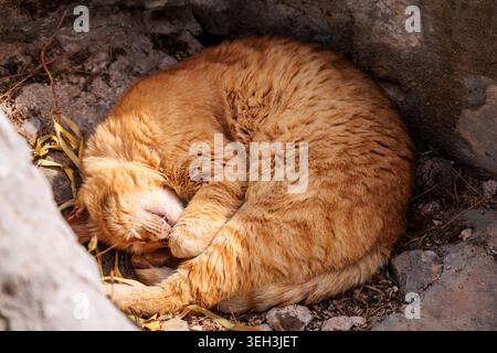 Sleeping orange tabby cat in Hydra, Greece. Stock Photo