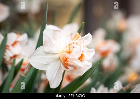 Close-up of white and peach double daffodil ‘Replete’ blooms with soft spring bokeh in a vibrant garden setting. Stock Photo