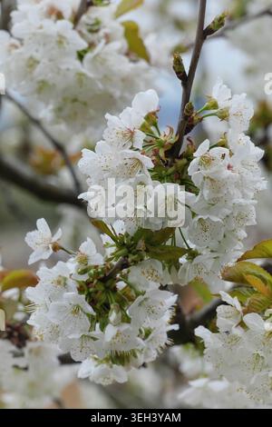 Dense cluster of white cherry blossoms (Prunus avium) blooming on branches. Macro spring photography in Valle d'Itria, Apulia, Italy. Stock Photo