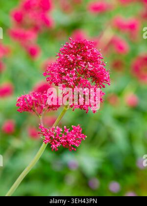 A close up of a beautiful pink Valerian flower against an out of focus foliage background Stock Photo