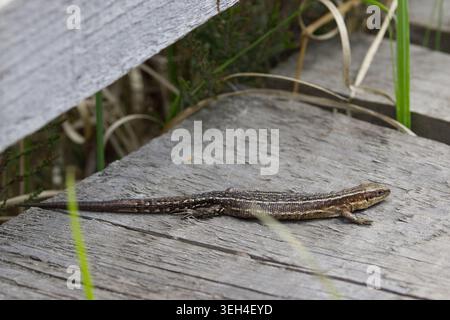 Lizard common Lacerta vivipara, grey brown scaly skin dark blotches along body and long tapered tail sunbathing on wooden boardwalk early summer UK Stock Photo
