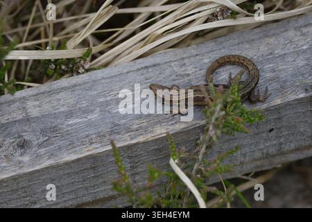Lizard common Lacerta vivipara, grey brown scaly skin dark blotches along body and long tapered tail sunbathing on wooden boardwalk early summer UK Stock Photo