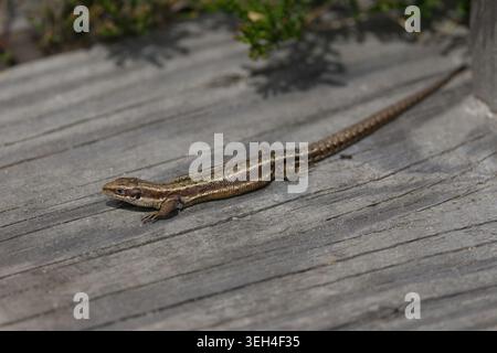 Lizard common Lacerta vivipara, grey brown scaly skin dark blotches along body and long tapered tail sunbathing on wooden boardwalk early summer UK Stock Photo