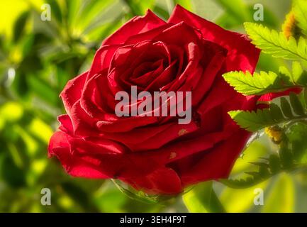 A bright red garden tose in an indoor setting. Stock Photo