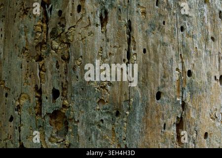 Tree texture background close up natural wood pattern Stock Photo