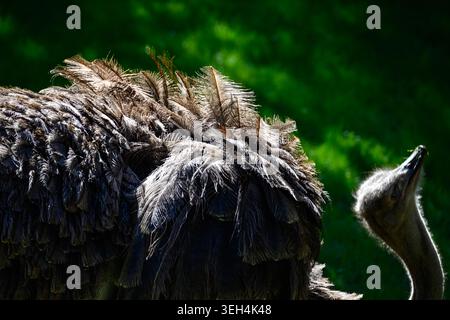 Ostrich stands in lush green environment. Feathers appear thick, textured, and slightly ruffled. Head and neck curve upward with alert posture. Backgr Stock Photo
