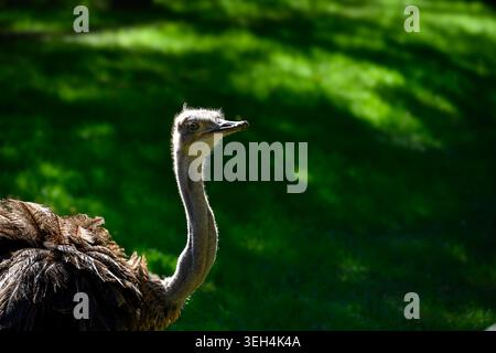 Ostrich stands on vibrant green grass. Its long neck stretches upward. Sunlight glints off its feathers. Dark shadow stretches behind it. Wildlife por Stock Photo