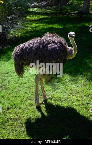 Large ostrich stands on green grass under bright sunlight. Its feathers are dark and thick, contrasting with pale legs. Shadow falls long and sharp be Stock Photo