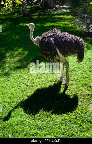 Ostrich stands alone on vibrant green grass. Long neck curves gently upward. Feathers appear dark and fluffy. Shadow stretches long across the lawn. B Stock Photo