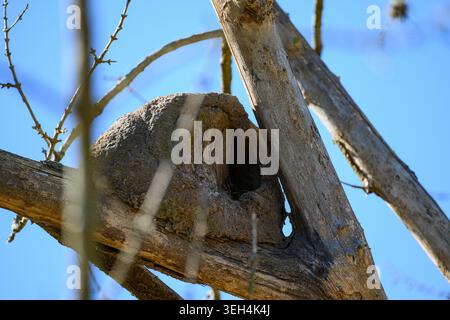 Sunlight glows on a weathered termite mound. Branches frame the scene against a clear blue sky. The mound's entrance offers a glimpse of its bustling Stock Photo