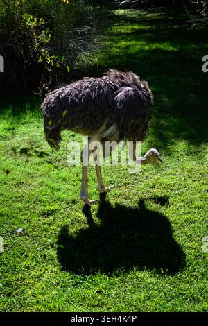 Ostrich stands on vibrant green grass. Sunlight casts sharp shadow beneath its body. Feathers appear dark and textured. Long legs support its heavy fr Stock Photo