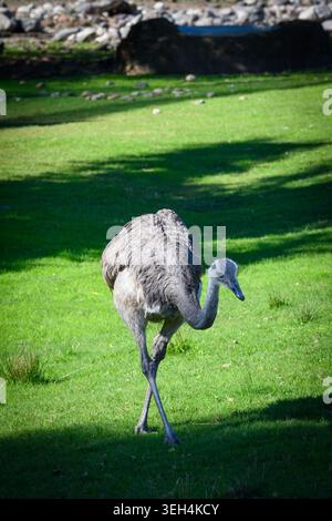 Young ostrich strides across vibrant green grass. Sunlight casts soft shadows on the lawn. Animal appears calm and curious in its natural habitat. Sui Stock Photo