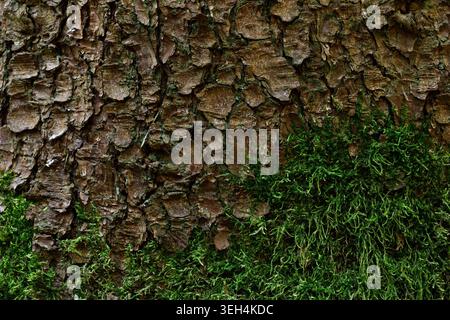 Tree moss bark texture background close up natural wood pattern Stock Photo